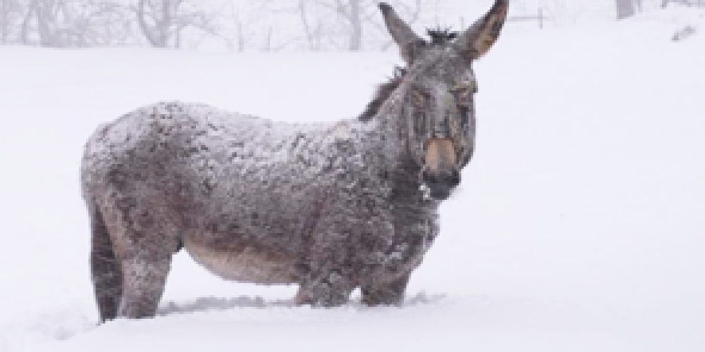 Neve, terremoto e … somari