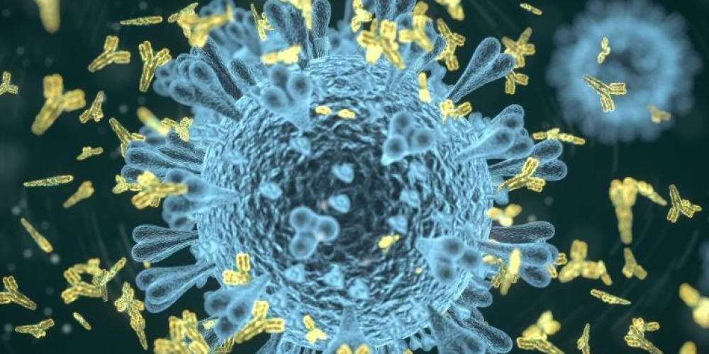 Informazioni sugli anticorpi monoclonali